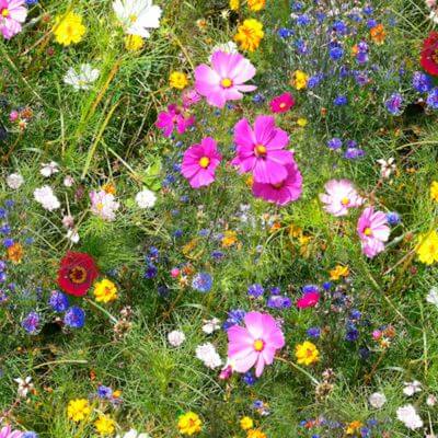 Toile cirée au mètre - Largeur 140 cm - Champ fleuri